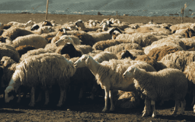 Shear Genius: The Secret Behind Merino Performance