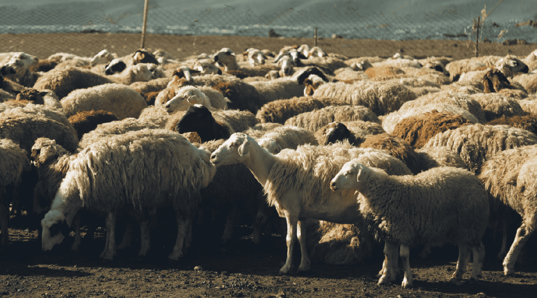 Shear Genius: The Secret Behind Merino Performance