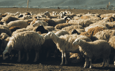 Shear Genius: The Secret Behind Merino Performance